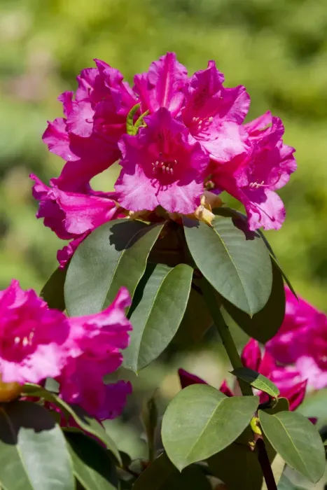 Framed Print : Williams Rhododendron -Rhododendron williamsianum-, flowering, Thuringia, Germany Framed Print : Williams Rhododendron -Rhododendron williamsianum-, flowering, Thuringia, Germany