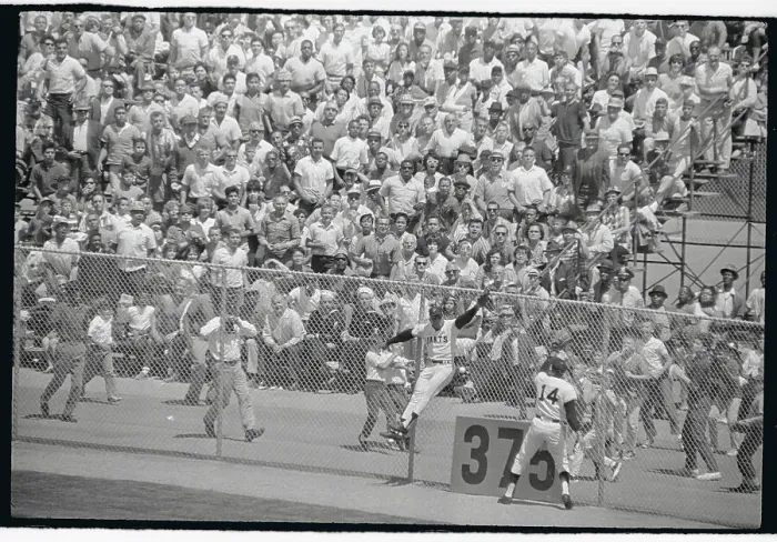 Framed Print : Willie Mays Landing Against The Fence Framed Print : Willie Mays Landing Against The Fence