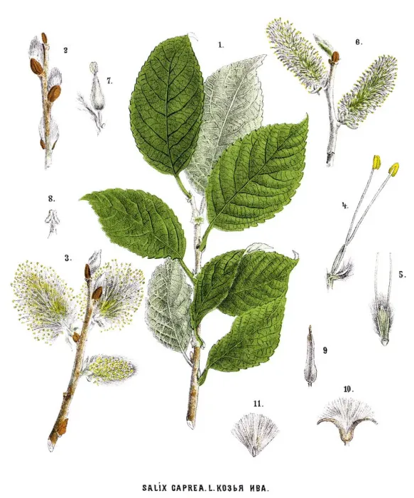 Framed Print : willow. Antique illustration of a Medicinal and Herbal Plants Framed Print : willow. Antique illustration of a Medicinal and Herbal Plants