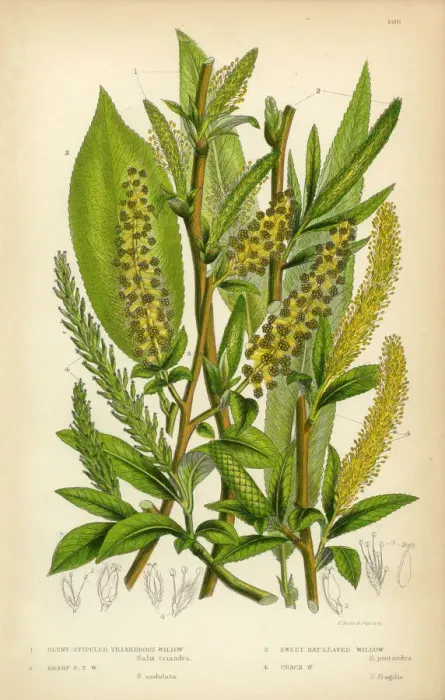 Framed Print : Willow, Bay-Leaved Willow, Purple Willow, Osier, Sallow, Victorian Botanical Illustration Framed Print : Willow, Bay-Leaved Willow, Purple Willow, Osier, Sallow, Victorian Botanical Illustration