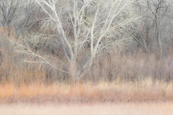 Framed Print : Willow and cottonwoods in mornings light, Bosque del Apache National Wildlife Refuge, New Mexico, USA Framed Print : Willow and cottonwoods in mornings light, Bosque del Apache National Wildlife Refuge, New Mexico, USA