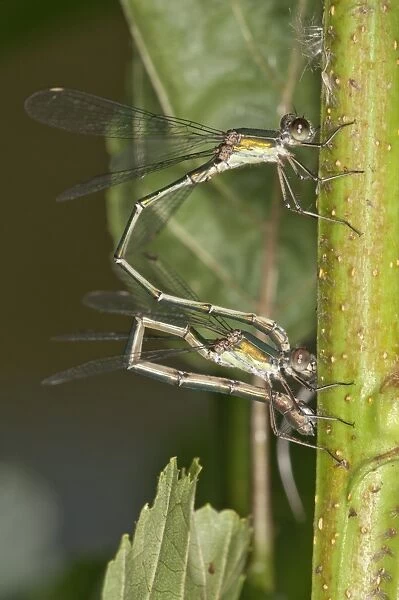 Willow Emerald Damselflies -Chalcolestes viridis-, young couple laying eggs on an Alder, Abtsgmuend, Baden-Wurttemberg, Germany