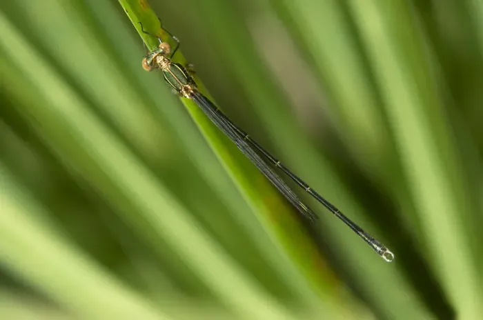 Framed Print : Willow Emerald Damselfly or Western Willow Spreadwing -Lestes viridis-, male, Canton of Geneva, Switzerland