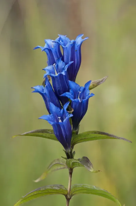 Framed Print : Willow Gentian -Gentiana asclepiadea-, Bavaria, Germany Framed Print : Willow Gentian -Gentiana asclepiadea-, Bavaria, Germany