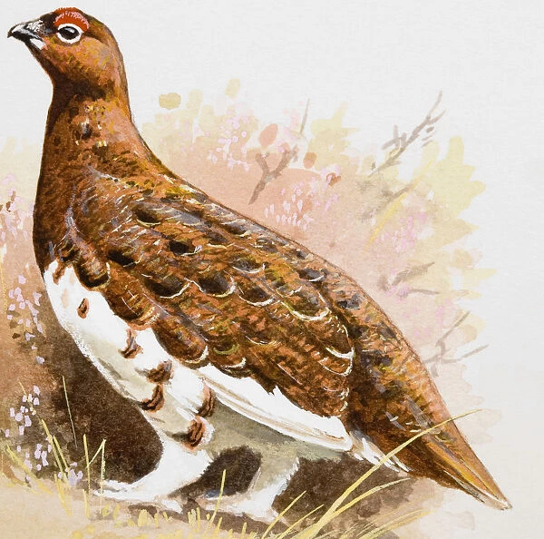 Willow grouse (Lagopus lagopus), side view