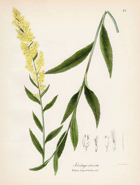 Willow leaved golden rod botanical engraving 1843