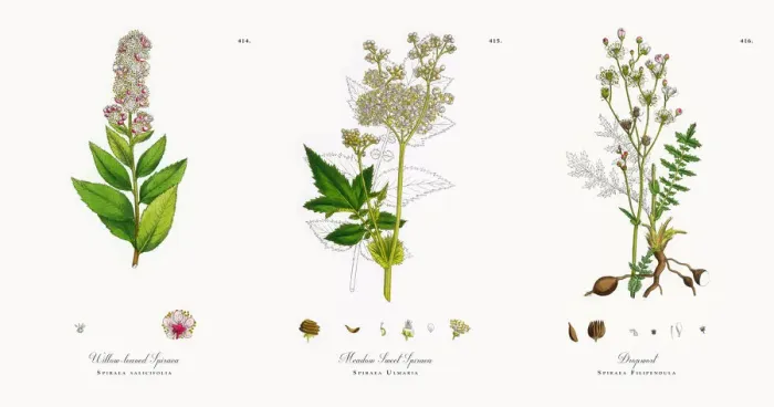 Framed Print : Willow-leaved Spiraea, Spiraea salicifolia, Victorian Botanical Illustration, 1863 Framed Print : Willow-leaved Spiraea, Spiraea salicifolia, Victorian Botanical Illustration, 1863