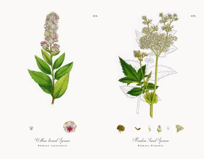 Framed Print : Willow-leaved Spiraea, Spiraea salicifolia, Victorian Botanical Illustration, 1863 Framed Print : Willow-leaved Spiraea, Spiraea salicifolia, Victorian Botanical Illustration, 1863