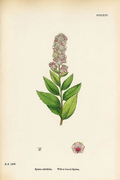 Willow-leaved Spiraea, Spiraea salicifolia, Victorian Botanical Illustration, 1863