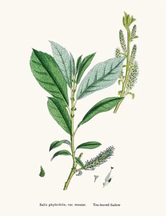 Framed Print : Willow medicinal tree remedy for aches and fever Framed Print : Willow medicinal tree remedy for aches and fever