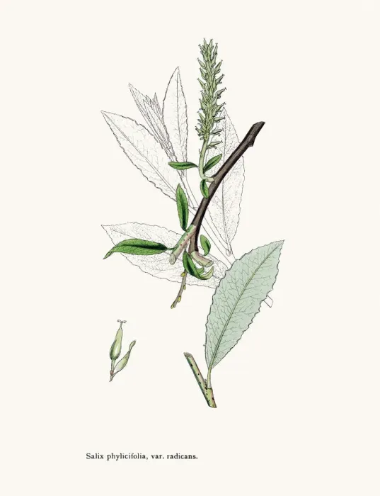 Framed Print : Willow medicinal tree remedy for aches and fever Framed Print : Willow medicinal tree remedy for aches and fever