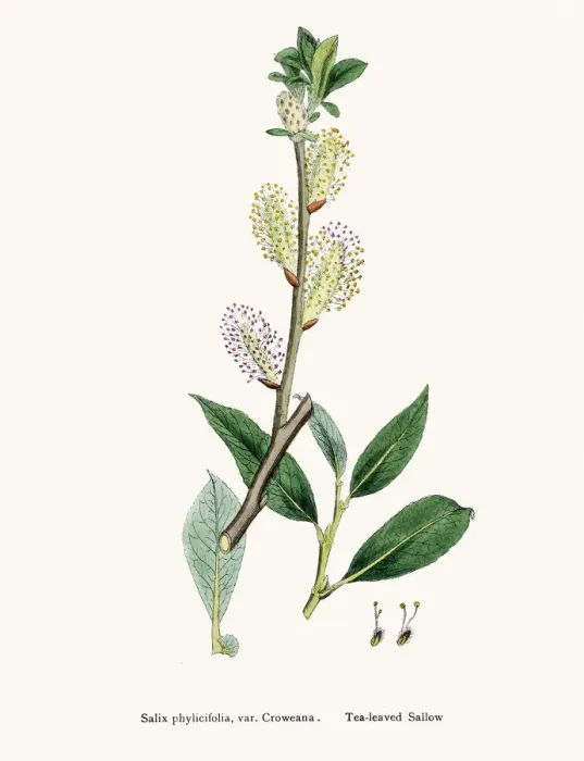 Framed Print : Willow medicinal tree remedy for aches and fever Framed Print : Willow medicinal tree remedy for aches and fever