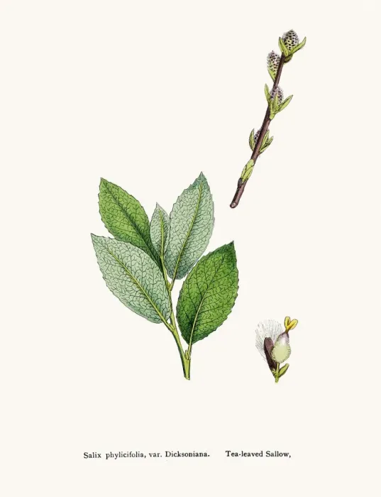 Framed Print : Willow medicinal tree remedy for aches and fever Framed Print : Willow medicinal tree remedy for aches and fever