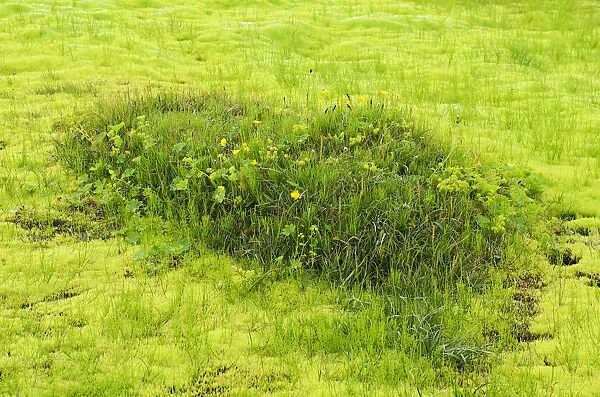 Willow moss -Fontinalis antipyretica-, Sulur, Akureyri, Iceland, Europe