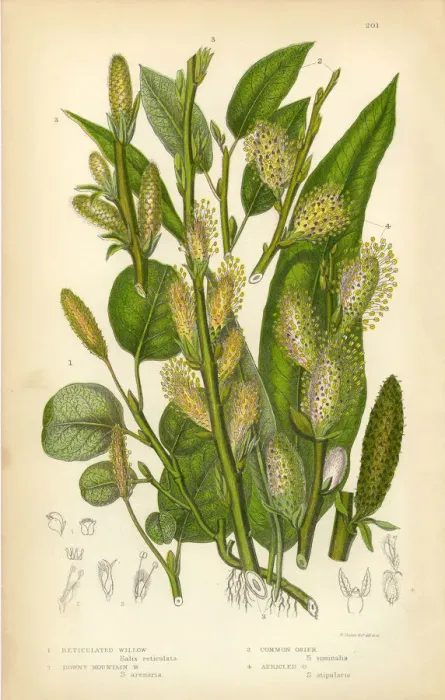 Framed Print : Willow, Mountain Willow, Tree Willow, Osier, Sallow, Victorian Botanical Illustration Framed Print : Willow, Mountain Willow, Tree Willow, Osier, Sallow, Victorian Botanical Illustration