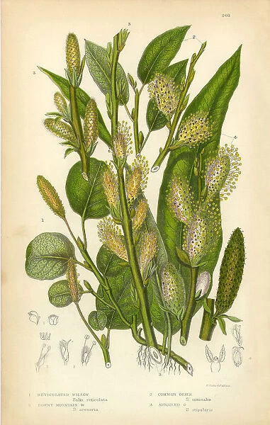 Willow, Mountain Willow, Tree Willow, Osier, Sallow, Victorian Botanical Illustration