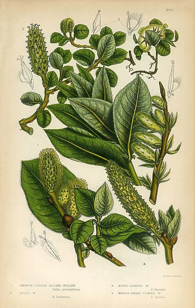 Willow, Osier, Sallow, Apple-Leaved Willow, Victorian Botanical Illustration