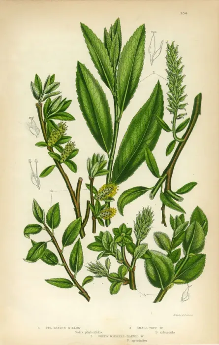 Framed Print : Willow, Osier, Sallow, Tea-Leaved Willow, Victorian Botanical Illustration Framed Print : Willow, Osier, Sallow, Tea-Leaved Willow, Victorian Botanical Illustration