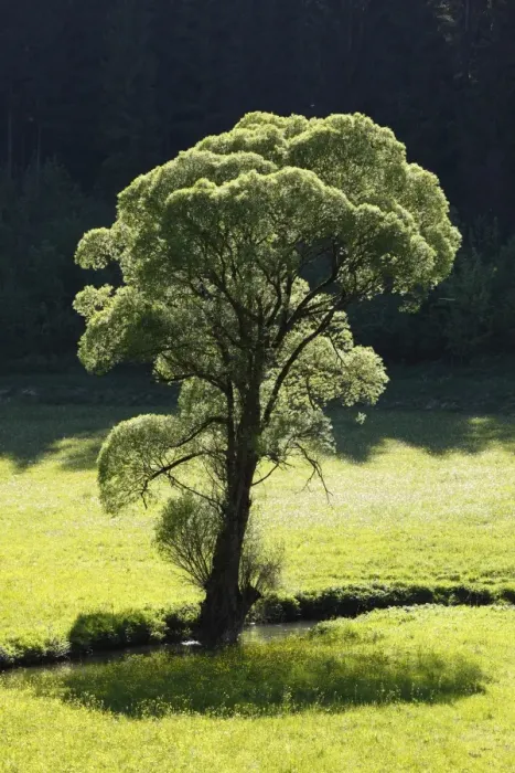 Framed Print : Willow -Salix- on the Aufsess River near Neuhaus, Aufsesstal valley, Little Switzerland, Upper Franconia, Franconia, Bavaria, Germany, Europe Framed Print : Willow -Salix- on the Aufsess River near Neuhaus, Aufsesstal valley, Little Switzerland, Upper Franconia, Franconia, Bavaria, Germany, Europe