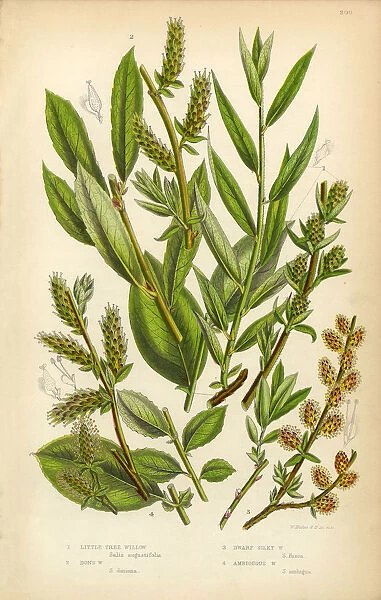 Willow, Silky Willow, Tree Willow, Osier, Sallow, Victorian Botanical Illustration