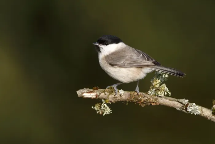 Framed Print : Willow Tit -Parus caeruleus- perched on a lichen-covered branch, Neunkirchen, Siegerland district, North Rhine-Westphalia, Germany, Europe Framed Print : Willow Tit -Parus caeruleus- perched on a lichen-covered branch, Neunkirchen, Siegerland district, North Rhine-Westphalia, Germany, Europe