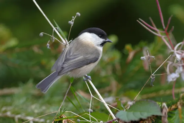 Framed Print : Willow Tit -Parus montanus- sitting on a blade of grass in a garden, Neunkirchen in Siegerland, North Rhine-Westphalia, Germany, Europe