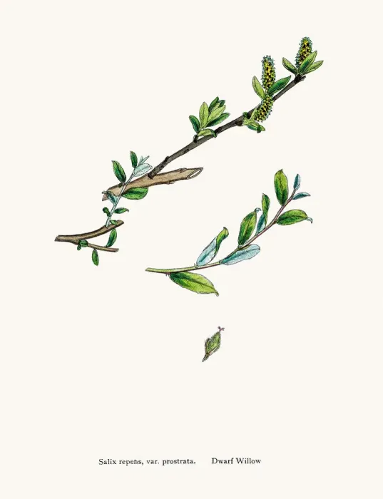 Framed Print : Willow tree Framed Print : Willow tree