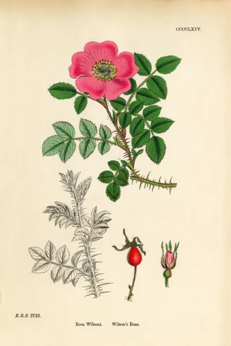 Framed Print : Wilsonas Rose, Rosa Wilsoni, Victorian Botanical Illustration, 1863 Framed Print : Wilsonas Rose, Rosa Wilsoni, Victorian Botanical Illustration, 1863