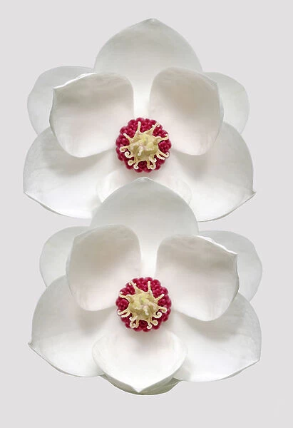 Wilsonii. Magnolias wilsonii