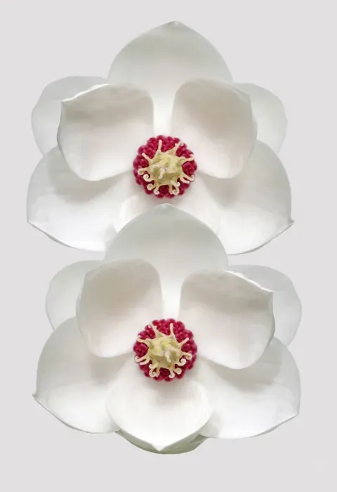 Framed Print : Wilsonii. Magnolias wilsonii Framed Print : Wilsonii. Magnolias wilsonii