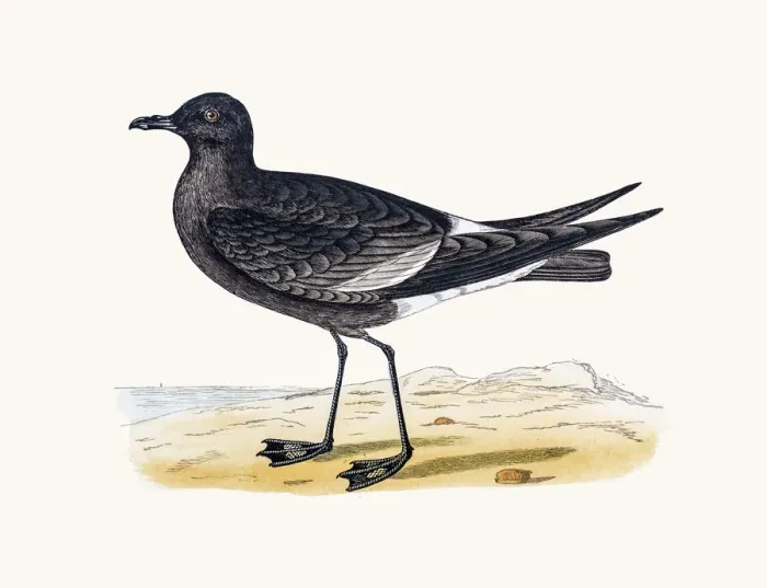 Framed Print : Wilsons Petrel Framed Print : Wilsons Petrel