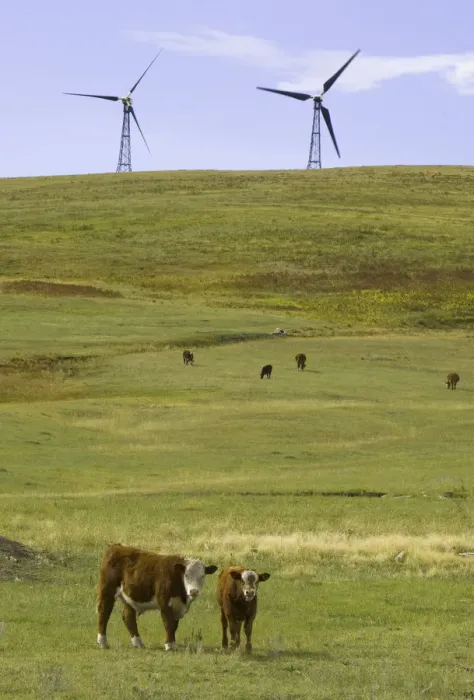 Framed Print : Wind farm turbines, and cows Framed Print : Wind farm turbines, and cows