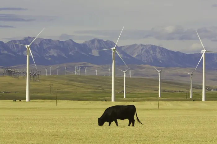 Framed Print : Wind farm turbines and cows, harvested wheat field