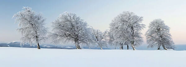 Wind-shaped beeches in the morning light with fresh snow on Mt Schauinsland near Freiburg in the Black Forest, Baden-Wuerttemberg, Germany, Europe, PublicGround