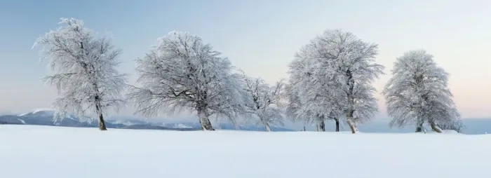 Framed Print : Wind-shaped beeches in the morning light with fresh snow on Mt Schauinsland near Freiburg in the Black Forest, Baden-Wuerttemberg, Germany, Europe, PublicGround