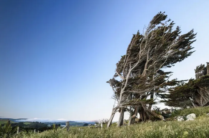 Framed Print : Wind-shaped tree, Otago Peninsula, South Island, New Zealand, Oceania Framed Print : Wind-shaped tree, Otago Peninsula, South Island, New Zealand, Oceania