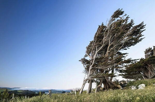 Wind-shaped tree, Otago Peninsula, South Island, New Zealand, Oceania
