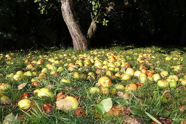 Windfall apples, organic farming, Unterallgaeu, Allgaeu, Bavaria, Germany, Europe