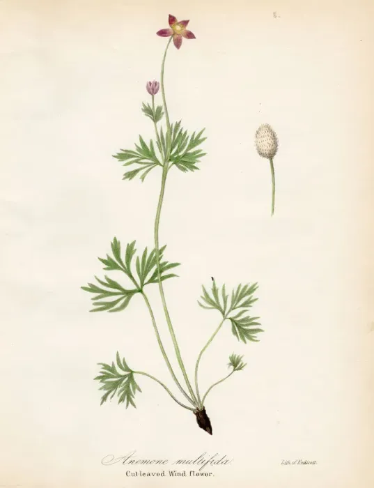 Framed Print : Windflower botanical engraving 1843 Framed Print : Windflower botanical engraving 1843