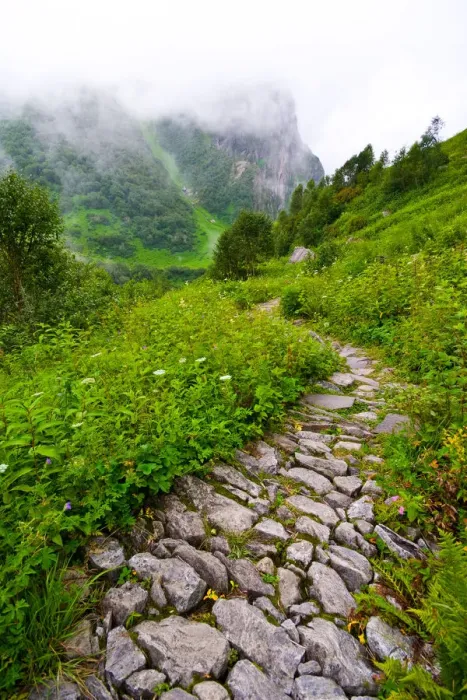 Framed Print : The winding path at the Valley of Flowers Framed Print : The winding path at the Valley of Flowers