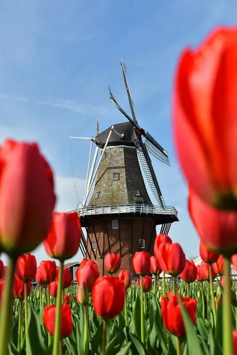 Framed Print : Windmill Island Gardens Framed Print : Windmill Island Gardens