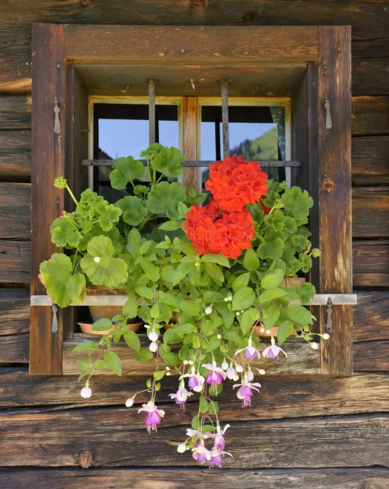 Framed Print : Window with flower box, Laerchkaralm mountain lodge, Donnersbachwald, Styria, Austria, Europe Framed Print : Window with flower box, Laerchkaralm mountain lodge, Donnersbachwald, Styria, Austria, Europe