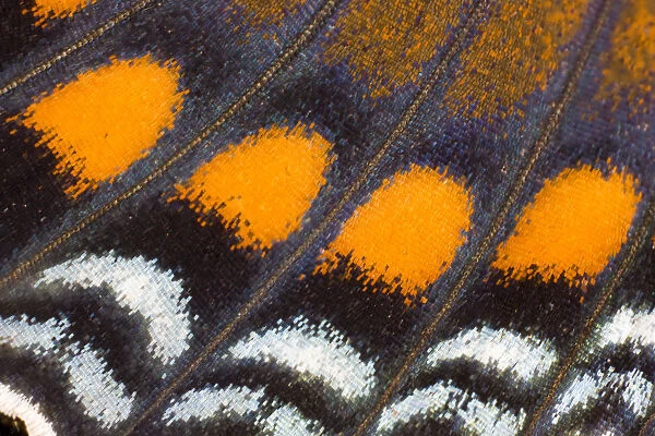 Under wing Close-up Red Spotted Purple butterfly