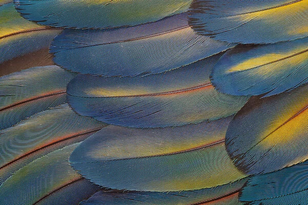 Wing feathers of Scarlet Macaw Pattern
