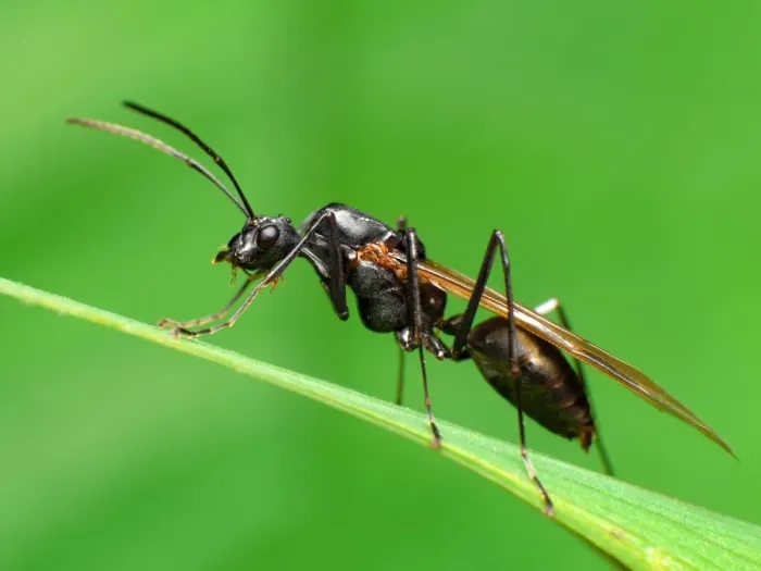 Framed Print : Winged ant Framed Print : Winged ant