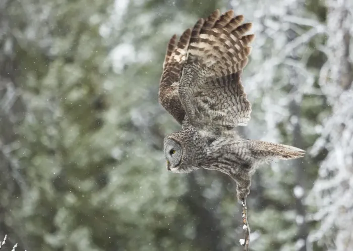 Framed Print : Wings up. A great grey owl takes off from a small perch where he was actively listening