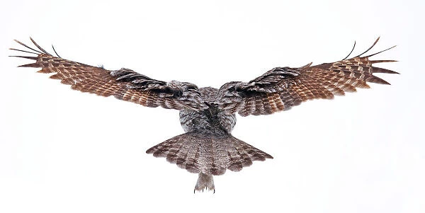 Wingspan. Great Grey Owl takes off to parts unknown