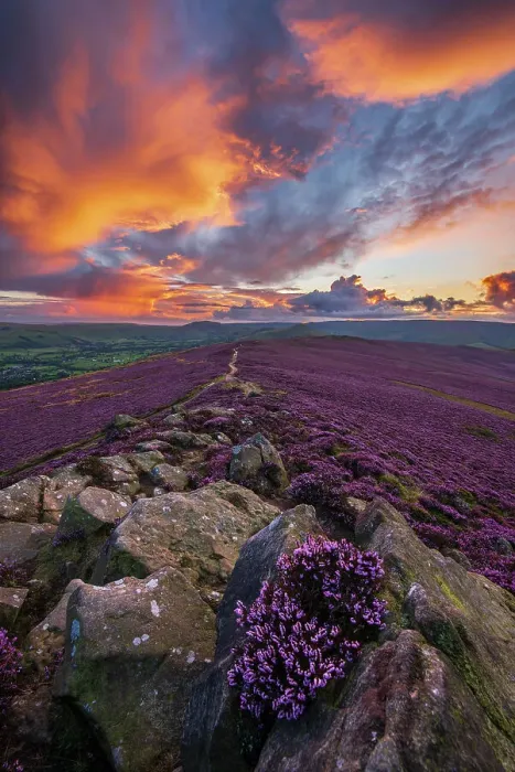 Framed Print : Winhill purple landscape at sunset, Derbyshire, Peak District. UK