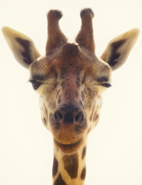Winking Giraffe head close up. Giraffa camelopardalis