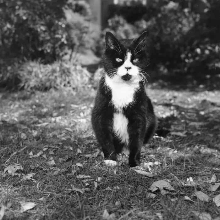 Framed Print : Winnie The Cat Framed Print : Winnie The Cat